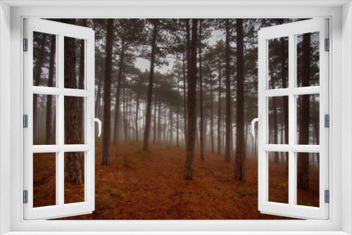 Fototapeta Naklejka Na Ścianę Okno 3D - misty autumn forest 