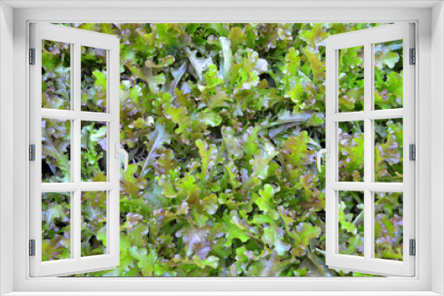 Fototapeta Naklejka Na Ścianę Okno 3D - Organic red oak lettuce, nature background.