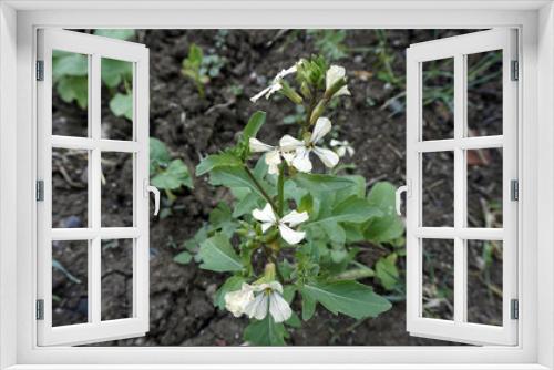 Fototapeta Naklejka Na Ścianę Okno 3D - Arugula plant,(Eruca vesicaria), greens arugula plant,