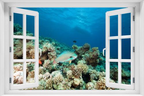 Fototapeta Naklejka Na Ścianę Okno 3D - Fish. coral and ocean.