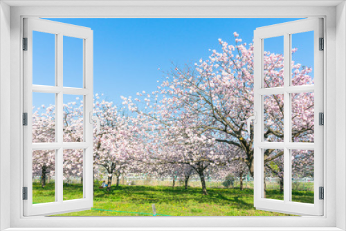 Fototapeta Naklejka Na Ścianę Okno 3D - Beautiful cherry blossom trees or sakura blooming in  spring day.