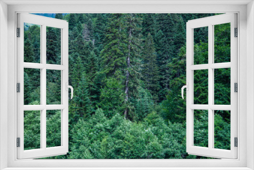 Fototapeta Naklejka Na Ścianę Okno 3D - Coniferous green trees in a forest on a mountainside. The concept of ecosystem and healthy environment. Background for christmas banner and card. Cover for presentation, booklet