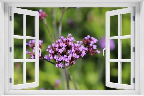 Fototapeta Naklejka Na Ścianę Okno 3D - Verbena bonariensis