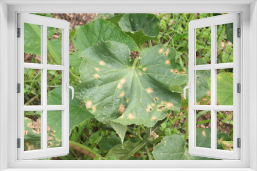 Fototapeta Naklejka Na Ścianę Okno 3D - Colletotrichum orbiculare or anthracnose of cucurbits on leaves. Cucumber plant with disease in the vegetable garden. 
