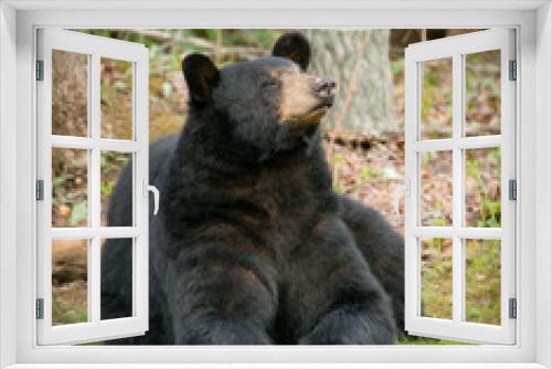 Fototapeta Naklejka Na Ścianę Okno 3D - Huge black bear sitting on the grass looking up at a home near Asheville, North Carolina.