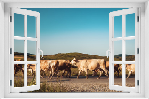 Fototapeta Naklejka Na Ścianę Okno 3D - Cows in the middle of a field