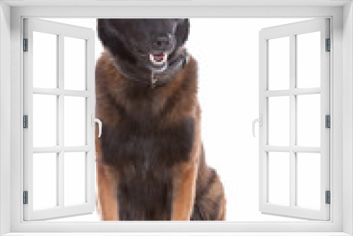 Fototapeta Naklejka Na Ścianę Okno 3D - Belgium Shepherd dog