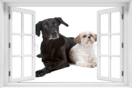 Fototapeta Naklejka Na Ścianę Okno 3D - Two mixed breed dogs