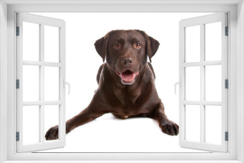 Fototapeta Naklejka Na Ścianę Okno 3D - Chocolate Labrador retriever dog