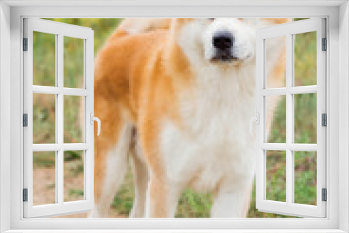 Fototapeta Naklejka Na Ścianę Okno 3D - Beautiful male Japanese dog Akita inu