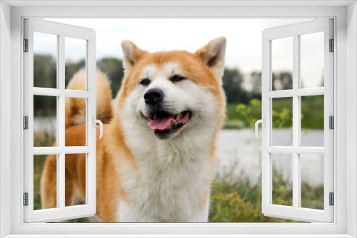 Fototapeta Naklejka Na Ścianę Okno 3D - Male purebred Japanese dog Akita inu