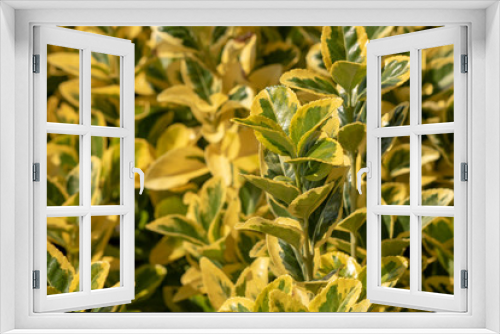 Fototapeta Naklejka Na Ścianę Okno 3D - close-up of japanese spindle plant.