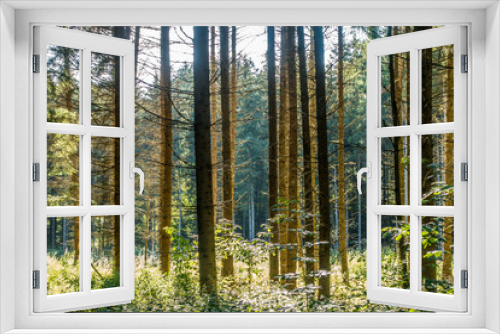 Fototapeta Naklejka Na Ścianę Okno 3D - Aufforsten im Wald