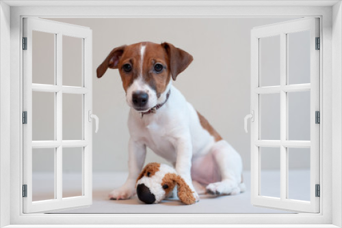 Fototapeta Naklejka Na Ścianę Okno 3D - Cute funny puppy jack russell terrier on a light background with toy