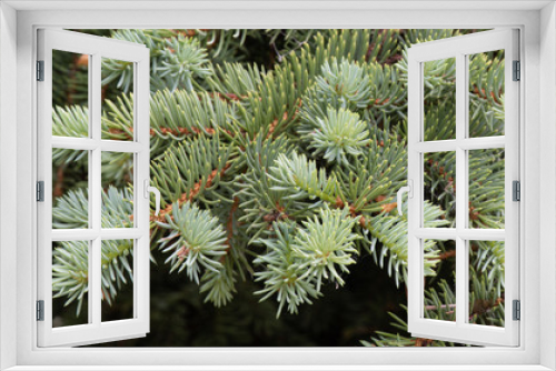 Fototapeta Naklejka Na Ścianę Okno 3D - Colorado Blue Spruce branch