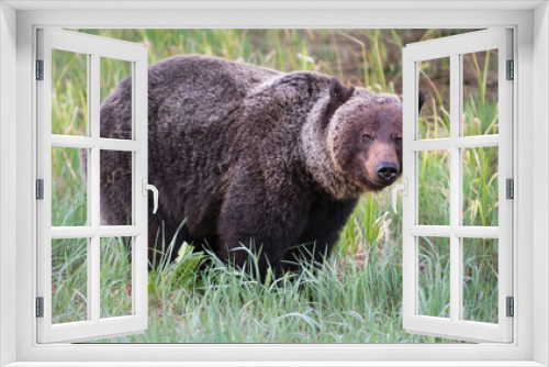 Fototapeta Naklejka Na Ścianę Okno 3D - Grizzly bears in the wild