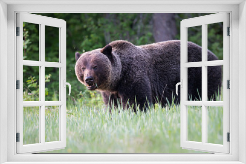 Fototapeta Naklejka Na Ścianę Okno 3D - Grizzly bears during mating season