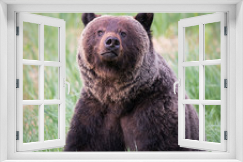 Fototapeta Naklejka Na Ścianę Okno 3D - Girzzly bears during mating season