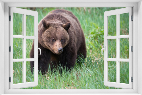 Fototapeta Naklejka Na Ścianę Okno 3D - Girzzly bears during mating season