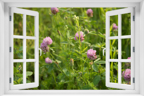 Fototapeta Naklejka Na Ścianę Okno 3D - Blooming clover purple. Clover grows in a clearing and is illuminated by a warm and bright sun