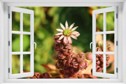 Fototapeta Naklejka Na Ścianę Okno 3D - flower, blossom, daisy, kwiaty ogrodowe, succulent