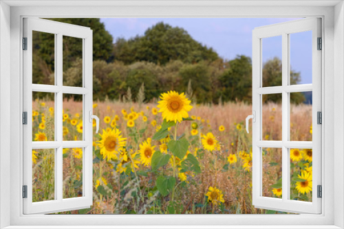 Fototapeta Naklejka Na Ścianę Okno 3D - blooming sunflowers on a field