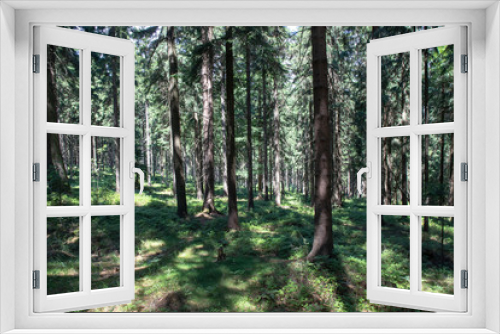 Fototapeta Naklejka Na Ścianę Okno 3D -  forest - wood