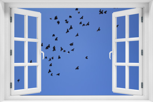 Fototapeta Naklejka Na Ścianę Okno 3D - flock of birds