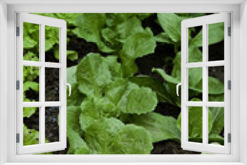 Fototapeta Naklejka Na Ścianę Okno 3D - Green salad