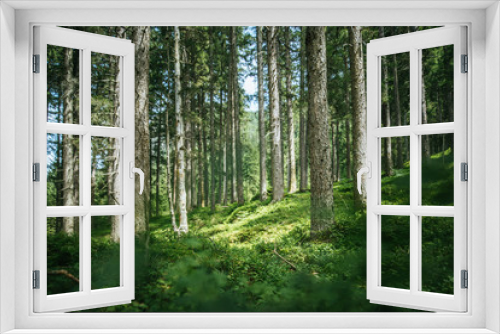 Fototapeta Naklejka Na Ścianę Okno 3D - Impressive spruce trees in the forest: Relaxation, spirituality and wood therapy
