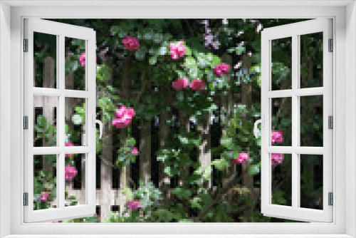 Fototapeta Naklejka Na Ścianę Okno 3D - Rosa Rosen an  Holzzaun