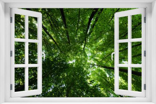 Fototapeta Naklejka Na Ścianę Okno 3D - bottom view of trees with green and fresh leaves in summertime