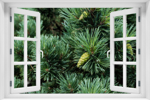 Fototapeta Naklejka Na Ścianę Okno 3D - close up of needles on green pine tree with pine cones in summer
