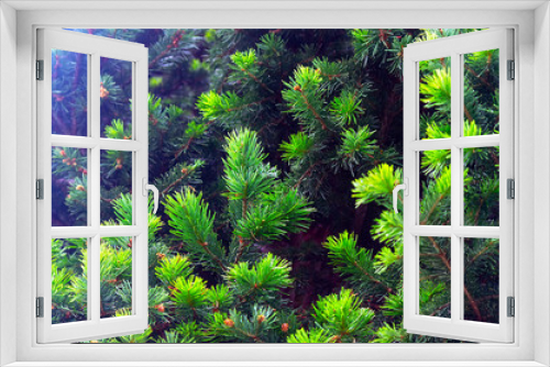 Fototapeta Naklejka Na Ścianę Okno 3D - Fresh Bright Green Tips of Spruce Tree Branches. Christmas Tree Seasonal Background.