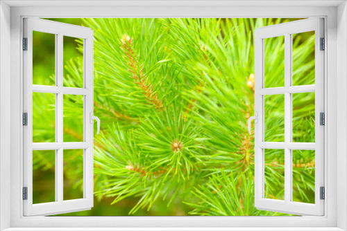 Fototapeta Naklejka Na Ścianę Okno 3D - Pine branch in the forest