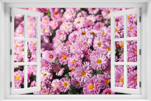 Fototapeta Naklejka Na Ścianę Okno 3D - Blumen im Frühling Blumenpracht 