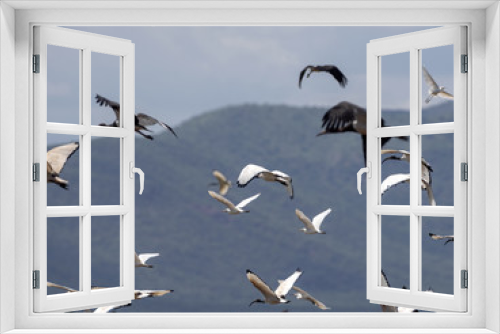 Fototapeta Naklejka Na Ścianę Okno 3D - Flying flock of birds, Ethiopia