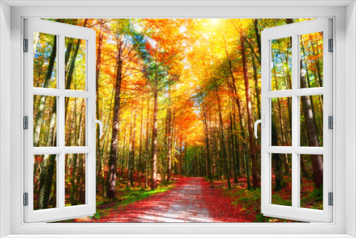 Fototapeta Naklejka Na Ścianę Okno 3D - Trees with yellow leaves and pathway in autumn forest at sunny day. Beautiful autumn landscape