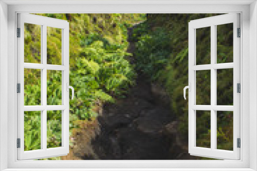 Fototapeta Naklejka Na Ścianę Okno 3D - lonely hiking path surrounded by plants and trees, Sao Miguel Island, Azores, Portugal