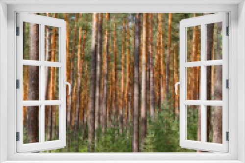 Fototapeta Naklejka Na Ścianę Okno 3D - forest with tall pine trees
