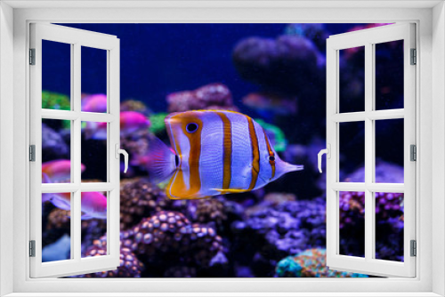 Fototapeta Naklejka Na Ścianę Okno 3D - Underwater colorful fishes and marine life.  Beautiful sea fishes captured on camera under the water under dark blue natural backdrop of the ocean or aquarium