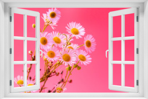 Fototapeta Naklejka Na Ścianę Okno 3D - white daisy flowers on a pink background