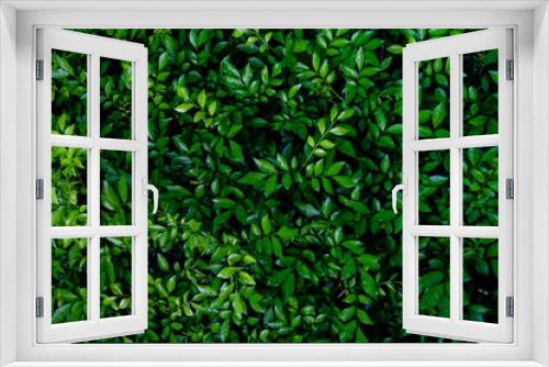 Fototapeta Naklejka Na Ścianę Okno 3D - Dew and Green leaves background. Green leaves color dark tone after raining in the morning. Tropical Plant , environment,fresh,photo concept nature and plant.