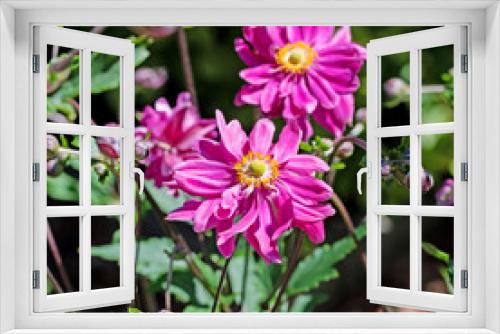 Fototapeta Naklejka Na Ścianę Okno 3D - Blühende Herbst-Anemonen, Anemone hupehensis