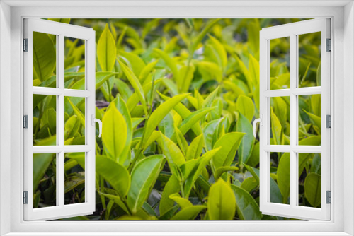 Fototapeta Naklejka Na Ścianę Okno 3D - Close up of Fresh Green Tea Leaves