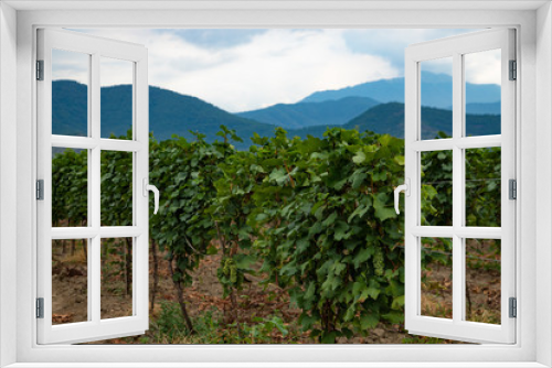 Fototapeta Naklejka Na Ścianę Okno 3D - Plantation of vineyards with mountains in the background