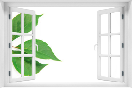 Fototapeta Naklejka Na Ścianę Okno 3D - natural green chestnut leaves with veins on a white background
