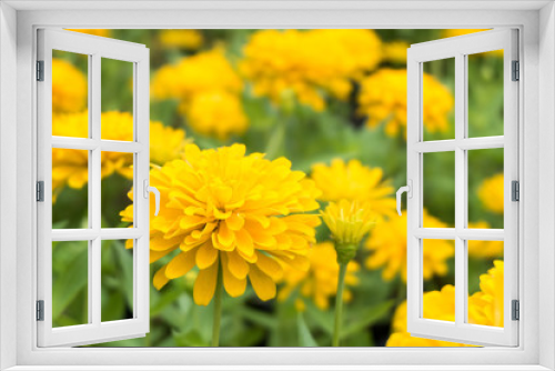 Fototapeta Naklejka Na Ścianę Okno 3D - fresh yellow chrysanthemum blossom flower