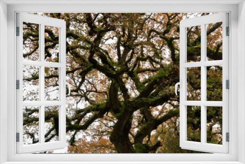 Fototapeta Naklejka Na Ścianę Okno 3D - Herb on Tree