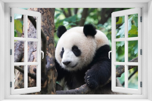 Fototapeta Naklejka Na Ścianę Okno 3D - Giant panda over the tree.